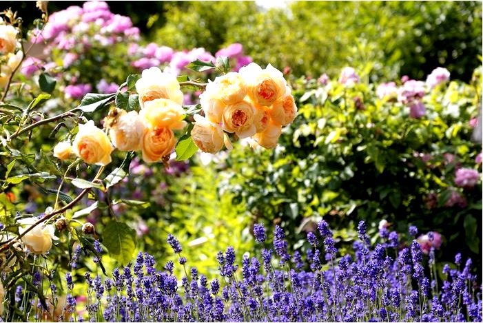 Какие цветы выбрать, чтобы в вашем доме всегда пахло красиво?
