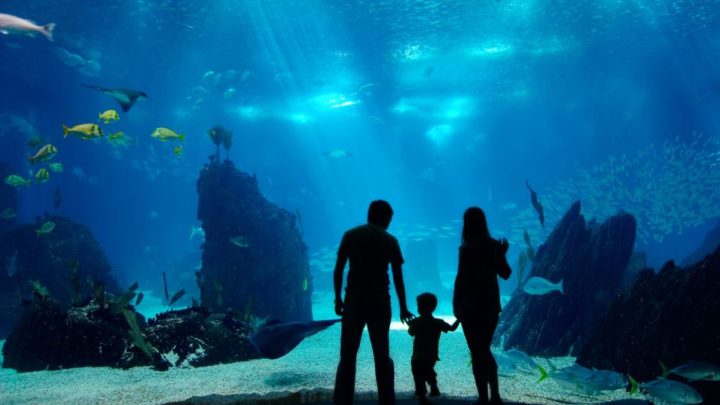 Морской аквариум: увлекательное погружение в подводный мир