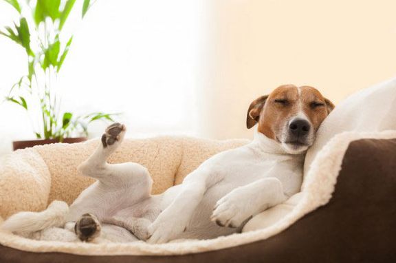 Готель для Собак: Уютное Пребывание для Ваших Любимцев