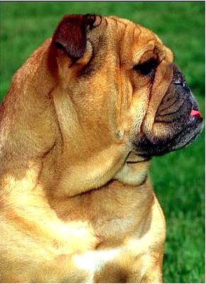 Английский Бульдог это очень крепкая, сбитая и коренастая собака из породы догообразных собак.