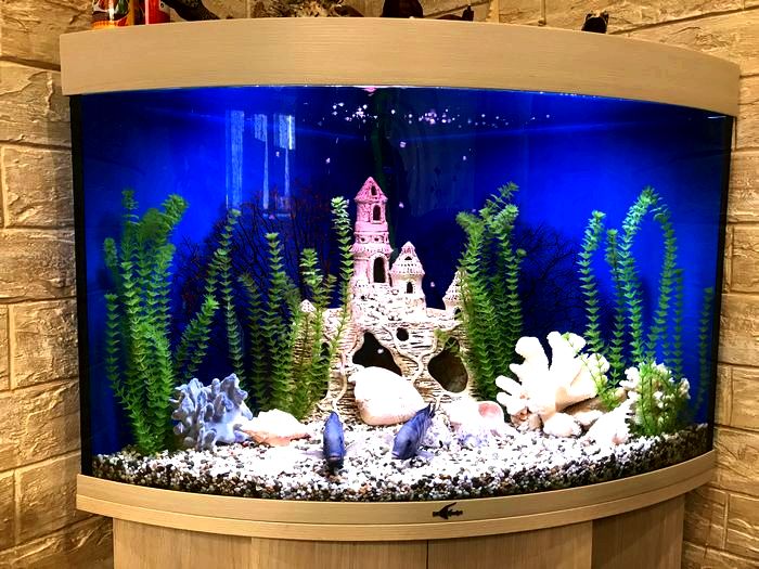 Унитаз-аквариум: разводим рыб в туалете
