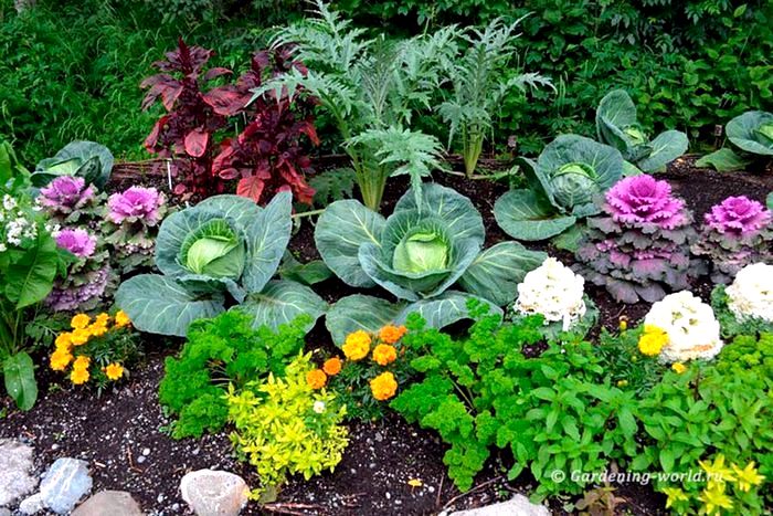 Овощи на дачной грядке: Ключевые аспекты успешного садоводства